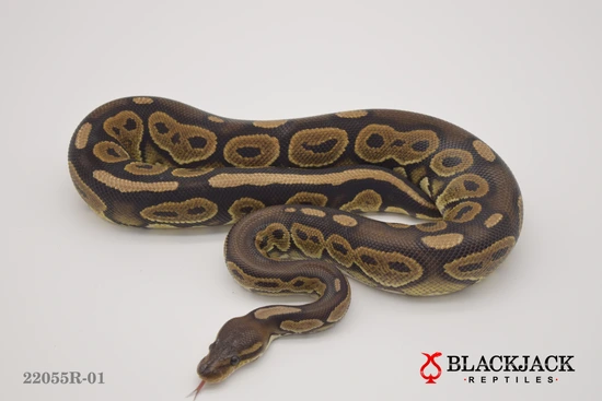 Cinnamon 100% Het Ultramel Ball Python by Blackjack Reptiles