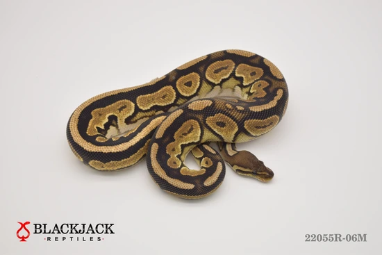 Cinnamon Orange Dream 100% Het Ultramel Ball Python by Blackjack Reptiles