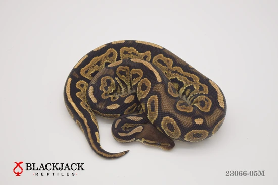 Cinnamon Het Candy Or Candino Ball Python by Blackjack Reptiles