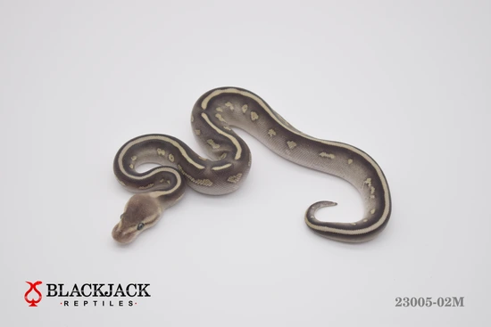 Super Chocolate Butter 100% Het Hypo Ball Python by Blackjack Reptiles