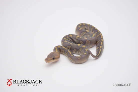 Super Chocolate Hypo Ball Python by Blackjack Reptiles