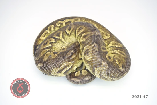 Black Pewter Yellow Belly (RTB) Ball Python by Blackjack Reptiles