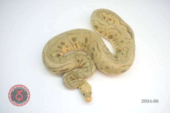 Pastel Hypo Clown Het Desert Ghost (PB) Ball Python by Blackjack Reptiles