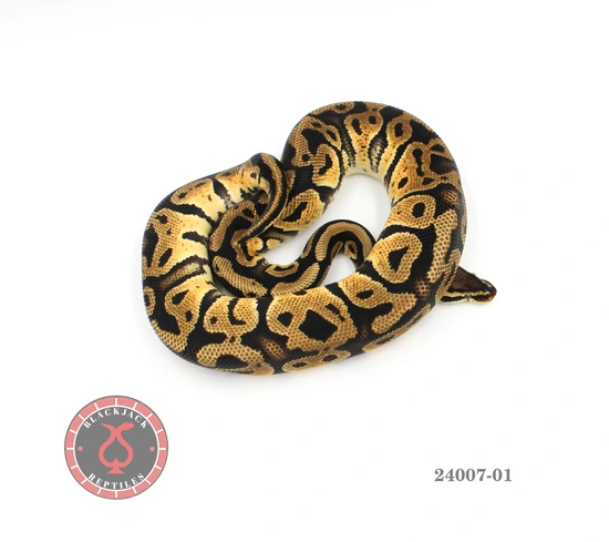 Pastel Het Clown Het Monsoon Ball Python by Blackjack Reptiles