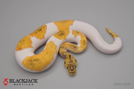 Pastel (Yellow Belly) Clown Pied Ball Python by Blackjack Reptiles