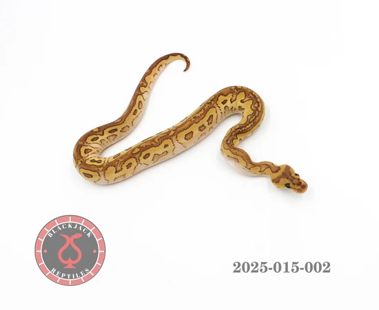 Black Pastel Lesser Red Stripe (Yellow Belly) Clown Ball Python by ...