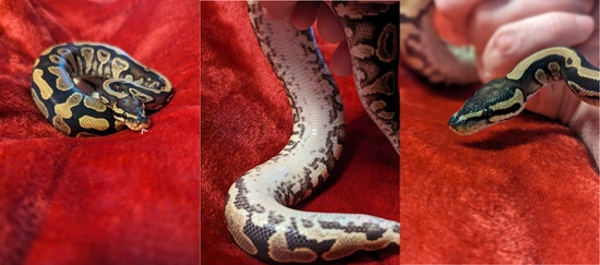 Pork Python Pos Yellow Belly Pos Spark 50% Het Orange Ghost 50% Het Piebald Ball ...
