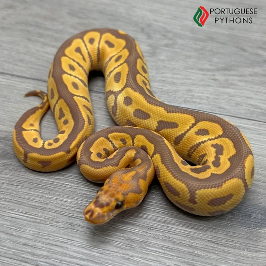 Ultramel Clown Ball Python by Portuguese Pythons