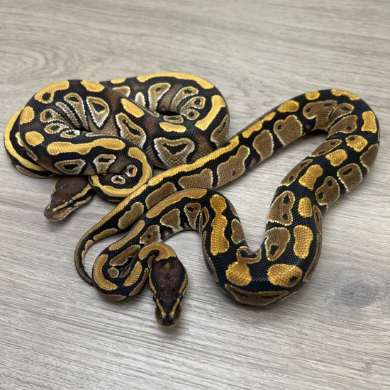 No Reserve 1.1 H.puzzle Project Ball Python by Portuguese Pythons