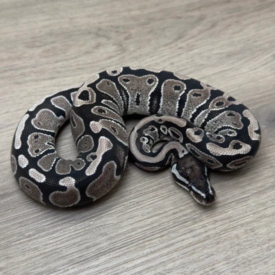 VPI Axanthic DH Hypo Pied Ball Python by Portuguese Pythons