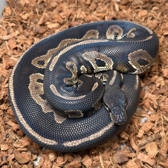 Black Head Leopard Cinnamon Ball Python by Portuguese Pythons