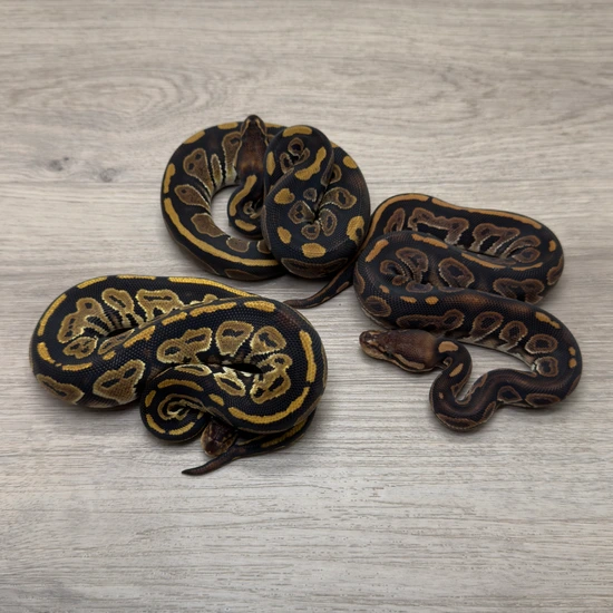 0.3 Ultramel Project! Ball Python by Portuguese Pythons