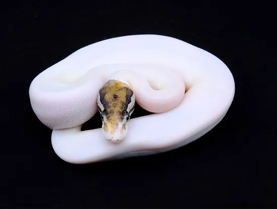 Pinto Ball Python Pastel Pinto Pied Ball Python by Powerhouse Morphs