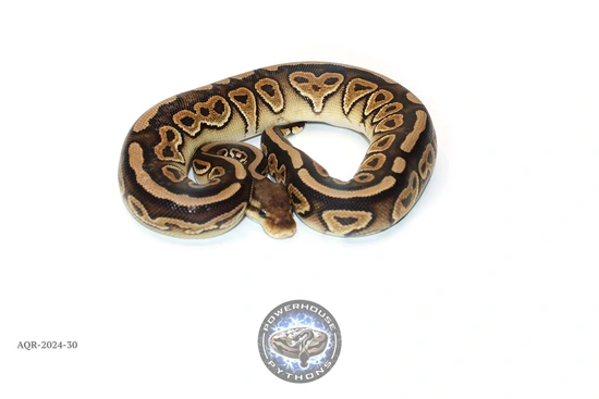 Cinnamon DH/ Genetic Stripe Clown (Kiki) Ball Python by Powerhouse Pythons