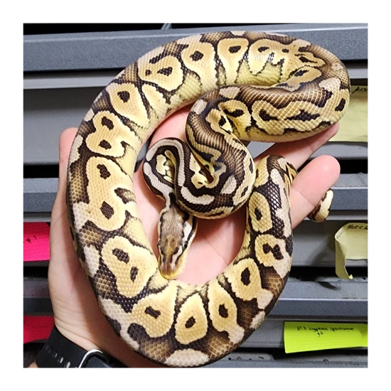 Pastel Hra Special(Baker) Het Clown Ball Python by Rip City Reptiles