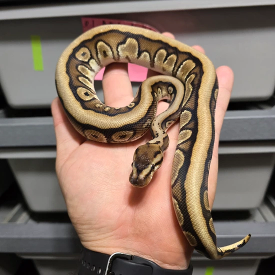 Hgw Fire Special(Baker) Het Clown Ball Python by Rip City Reptiles