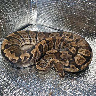 GHI Het Clown 66% Het Hypo Ball Python - female for sale from Mariusz Zurawski