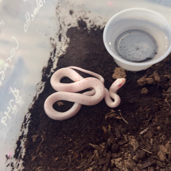 Palmetto Cornsnake Corn Snake by Predator and Prey Exotics