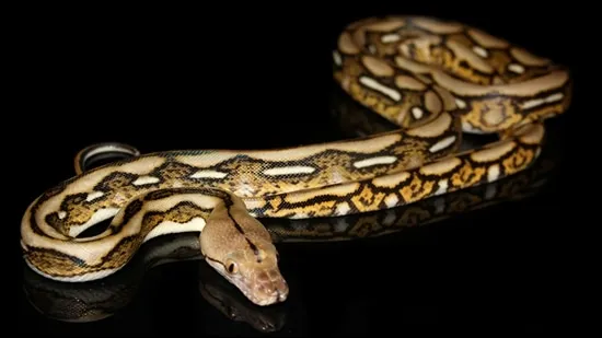 Tiger Reticulated Python by Prehistoric Pets
