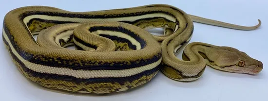Velvet Reticulated Python by Prehistoric Pets