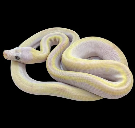 Cow Pos Super Sunfire Goldenchild Reticulated Python by Prehistoric Pets