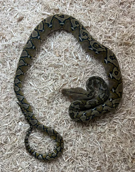 Normal Reticulated Python by Prehistoric Pets