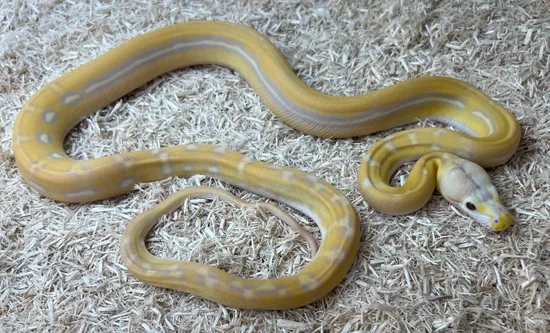 Purple Sunfire Anthrax PHGS Reticulated Python by Prehistoric Pets