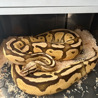 Pastel Fire Het Pied