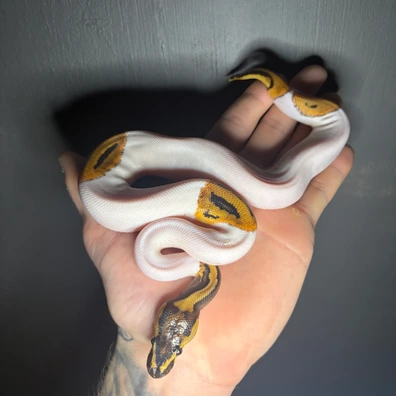 Leopard Yellowbelly Pied Het Clown