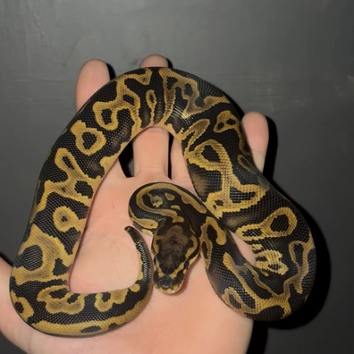 Leopard Yellowbelly Het Clown Pied (2)