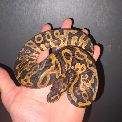 Leopard Yellowbelly Het Clown Pied (3)