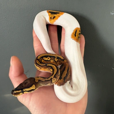 Yellowbelly Pied Het Clown