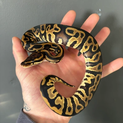 Leopard Yellowbelly Het Clown Pied (1)