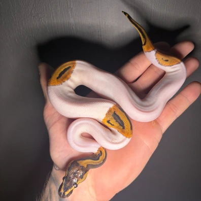 1.2 Clown Pied Project Animals (Read Description)