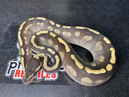 GHI Mojave Het Orange Ghost Ball Python by Prismatic Reptiles
