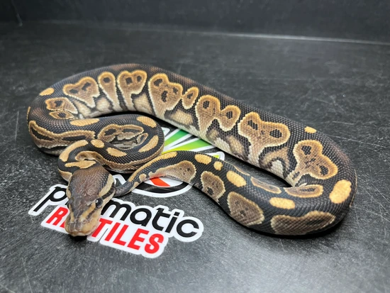 Black Pastel DH Hypo Puzzle Ball Python by Prismatic Reptiles