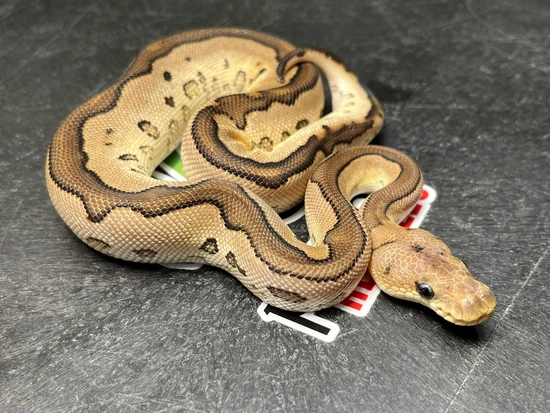 Leopard Cinnamon Special (Fire) Clown Ball Python by Prismatic Reptiles