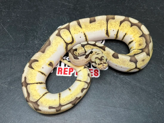 Enchi Fire Bumblebee DH DG Puzzle Ball Python by Prismatic Reptiles