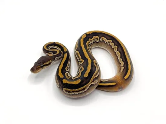 Black Magic Python Black Magic Pos Dh Ghost/Pied Ball Python by Project Python