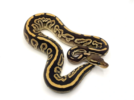 Black Magic Python Black Magic 50% Het Hypo Ball Python by Project Python