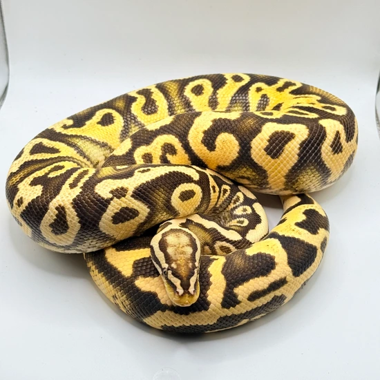 (1000g!!) Pastel Yellowbelly Lace Het Clown Ball Python by ...