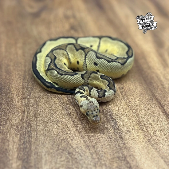 Enchi Pastel Clown Female Ball Python by Proper Royals