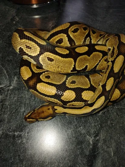 Fire Ball Python by P.SZ pythons