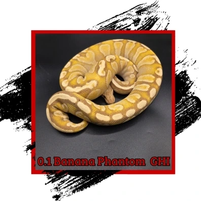 Banana Phantom GHI