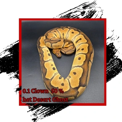 Clown Pos Het Desert Ghost