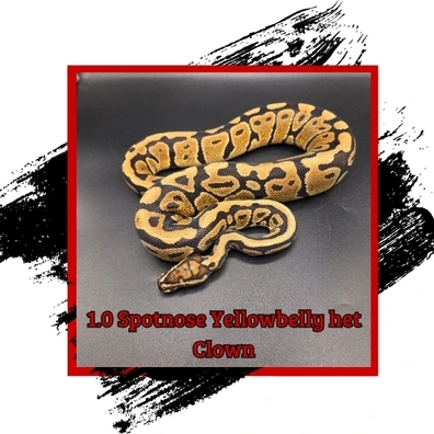 Spotnose Yellowbelly Het Clown