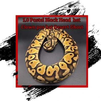 Pastel Black Pastel Het Clown Pos Het Desert Ghost