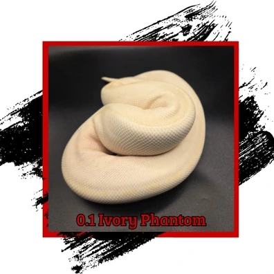 Ivory Phantom Vanilla