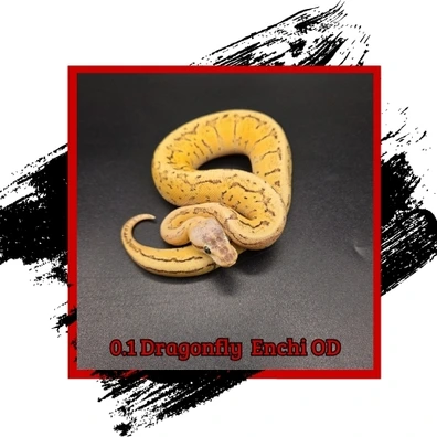 Dragonfly Enchi Orange Dream