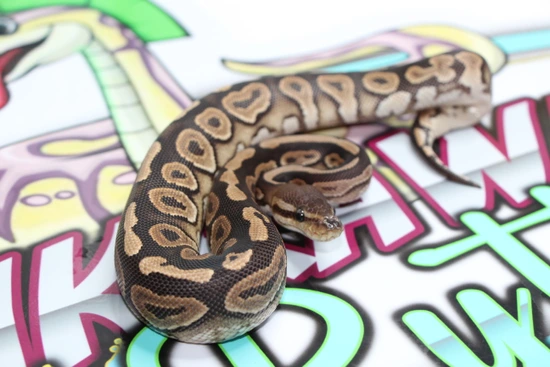 Cinnamon Ball Python by Punkrawkah Ball Pythons